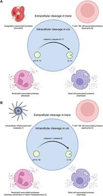 Diverse Control Mechanisms of the Interleukin-1 Cytokine Family